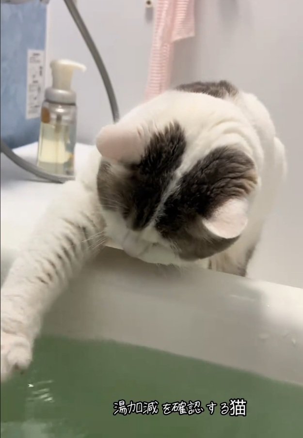 手を伸ばすゆき坊ちゃん