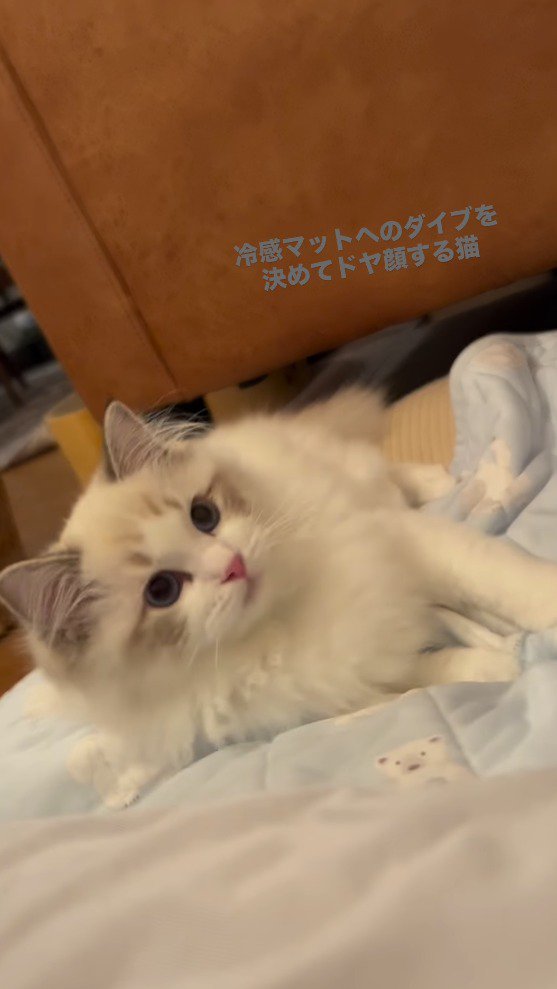 飼い主に視線を向ける猫