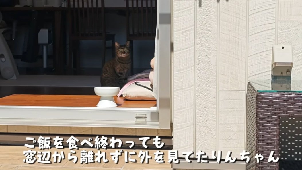 中庭を見ている麦わら猫