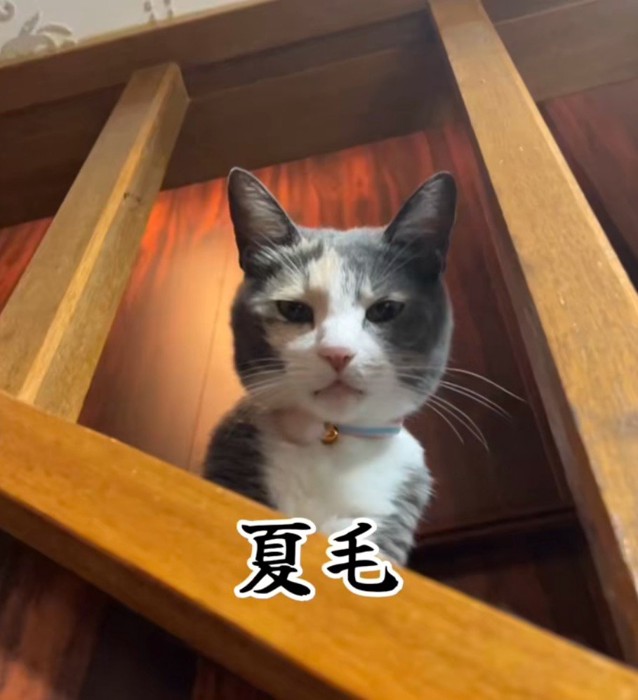 夏毛のにゃうちゃん