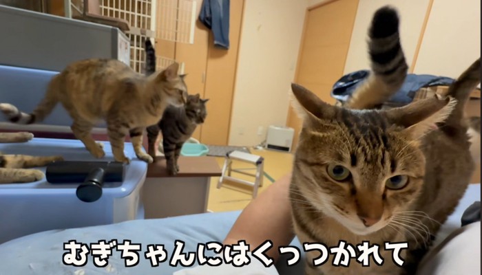 3匹の猫