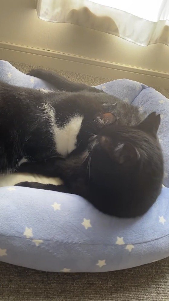 ペット用ベッドの上でくつろぐ黒猫と、黒猫の腹に顔を乗せて眠るハチワレ猫