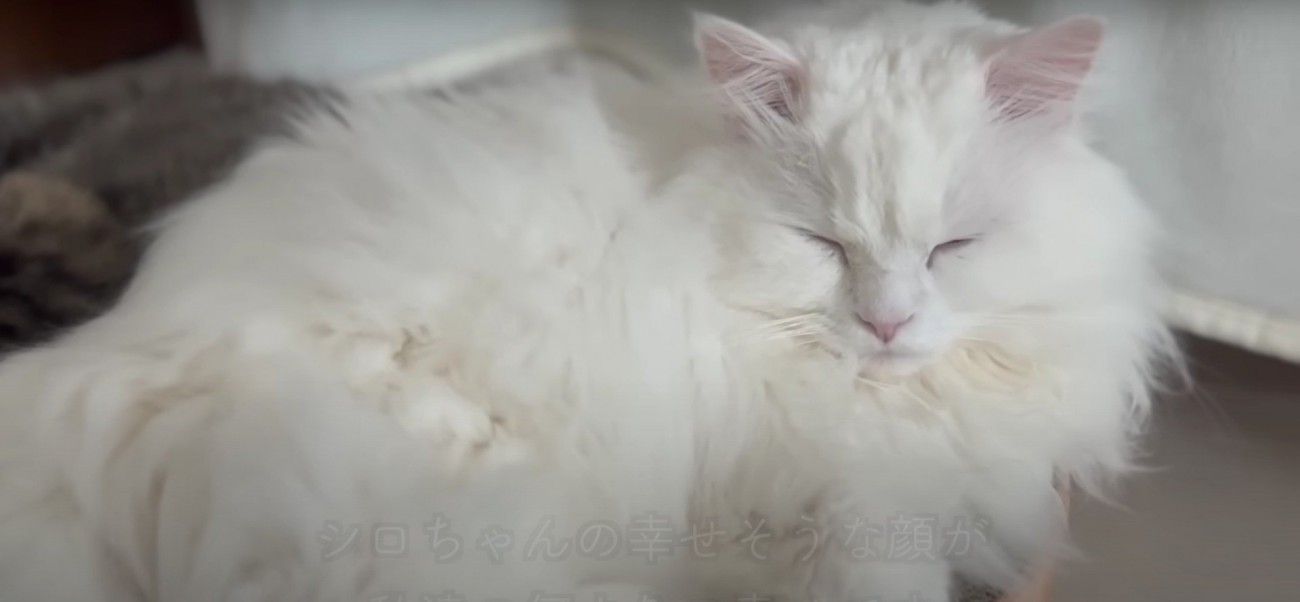 ベッドの上にいる2匹の猫