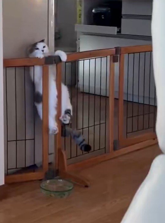 前足を柵にかけて、落ちないように踏ん張る猫