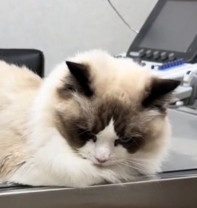 飼い主さんを睨みつけているムンタちゃん