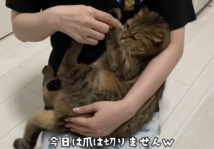 赤ちゃん抱っこをされる猫(今日は爪はきりませんw)