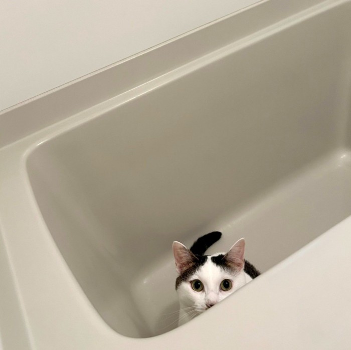 風呂から覗く猫