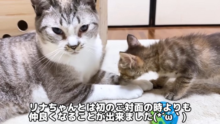 座る成猫に近づく子猫