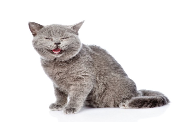 笑っているような表情の猫
