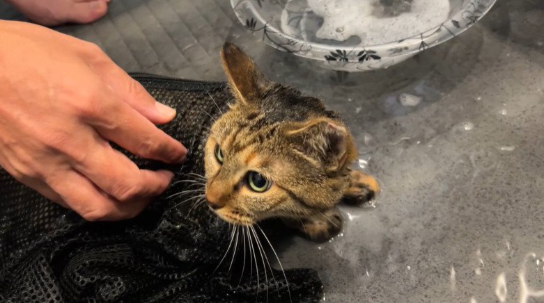 ネットから顔を出す子猫