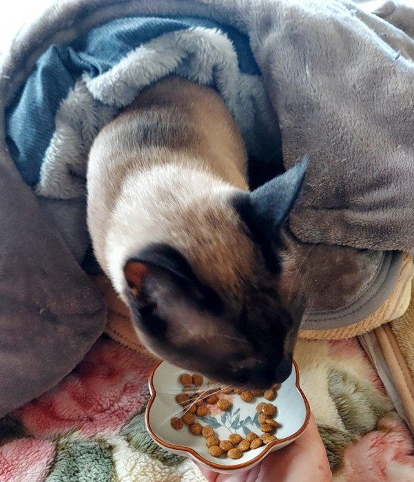布団に入りながら食べる猫