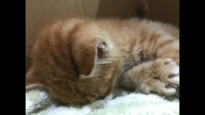下を向いて寝ている子猫