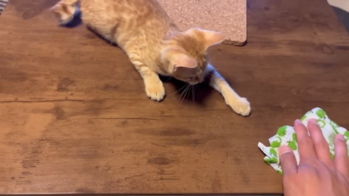 前足を伸ばす猫