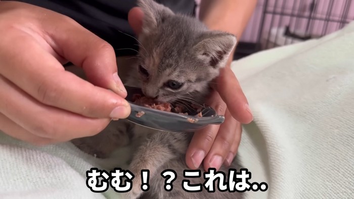 おいしそうに食べる三毛ちゃん