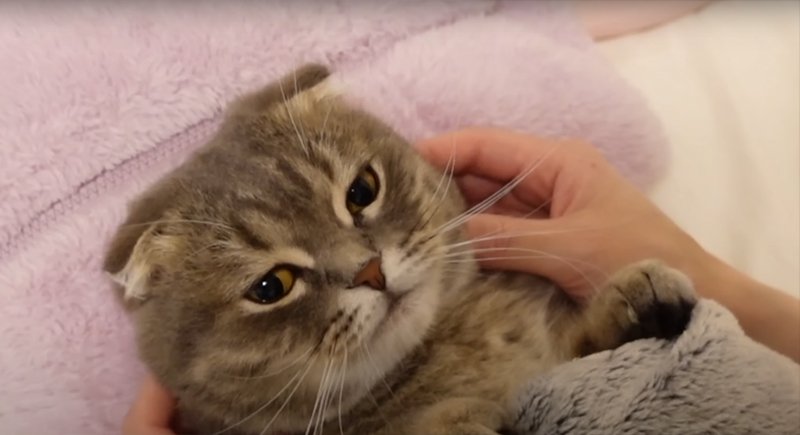 寝かしつけしてもらう猫