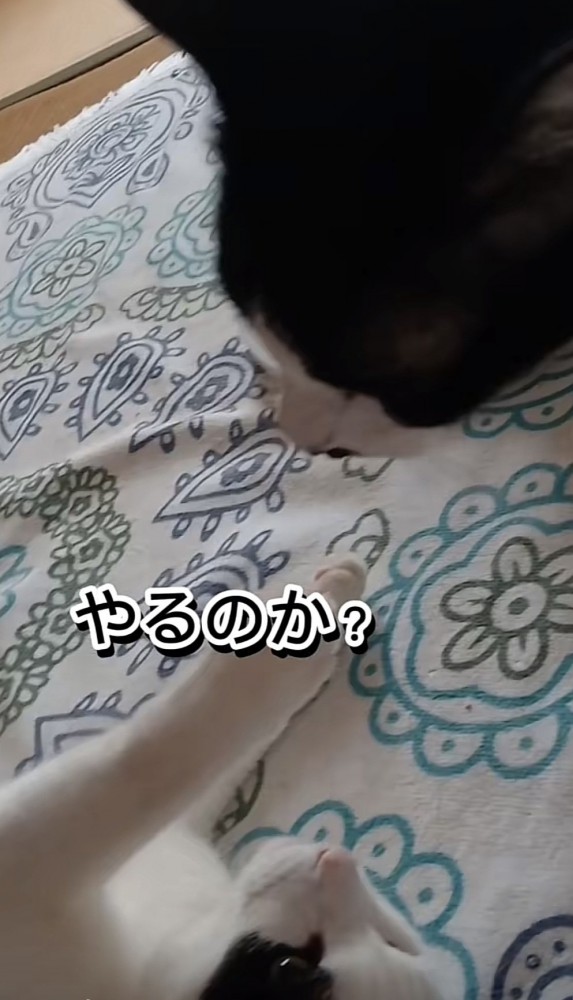 「やるのか?」のテロップ写真