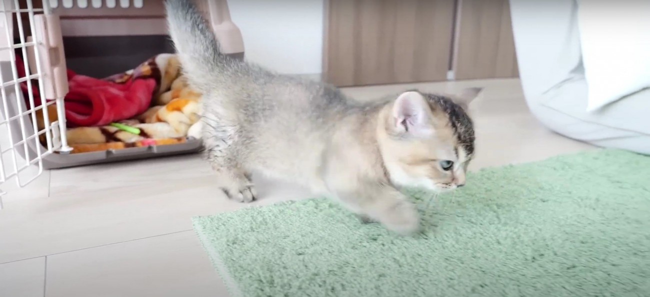 キャリーバッグから出る猫