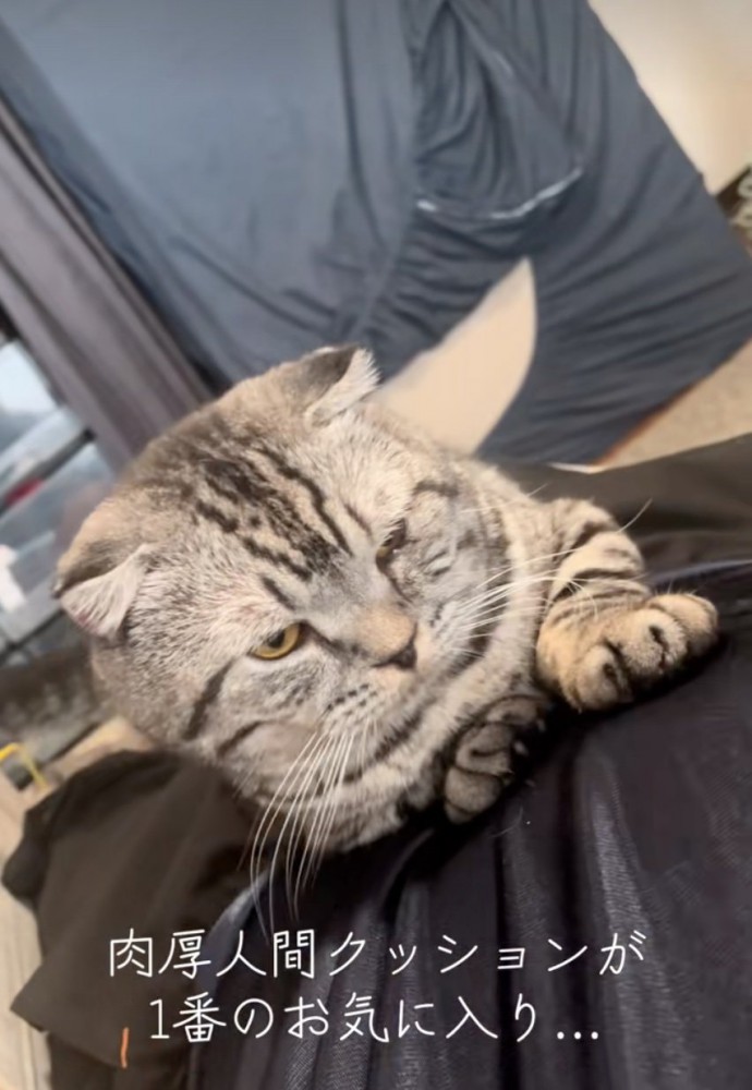 お腹の上に乗る猫