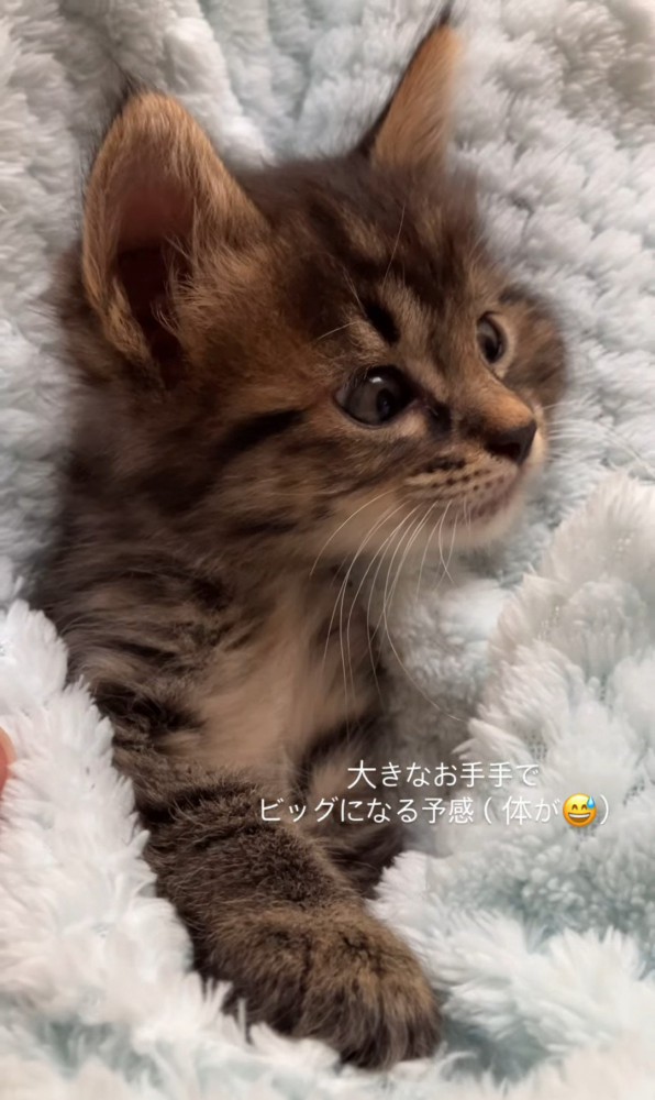 前足を出す子猫