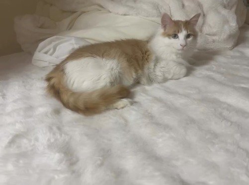 ベッドの上に座る猫