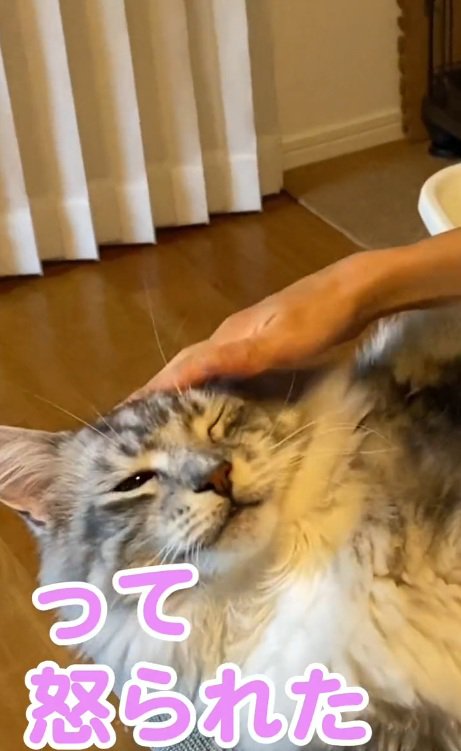 頭をなでられているメインクーン