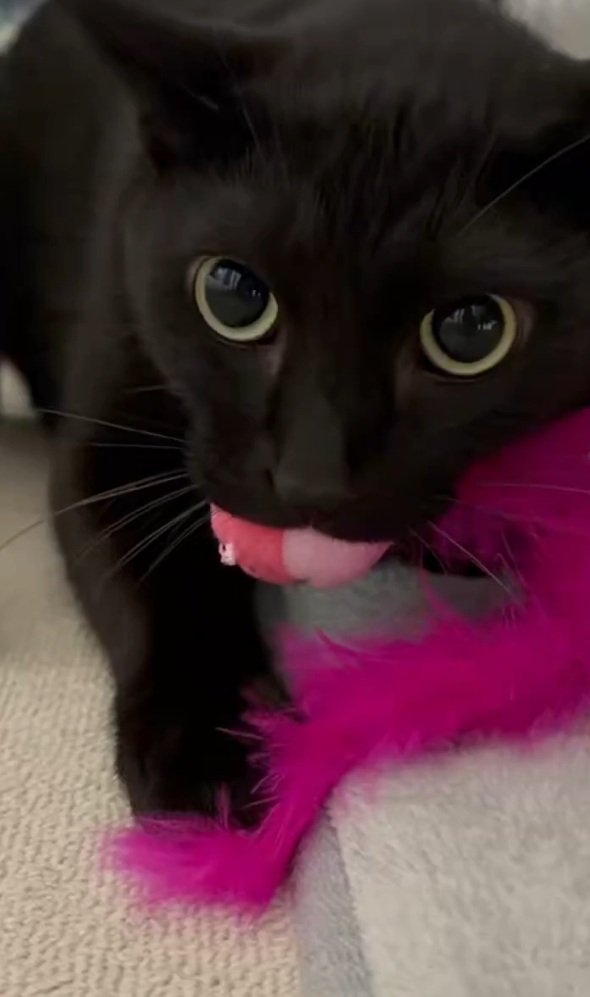 おもちゃを咥える猫