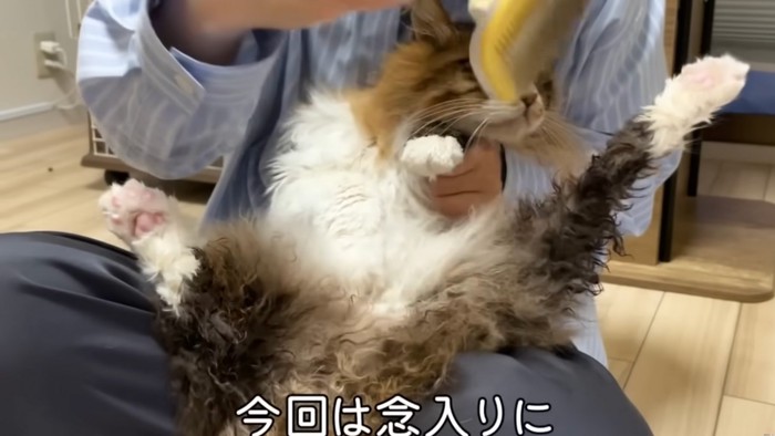 足を伸ばす猫