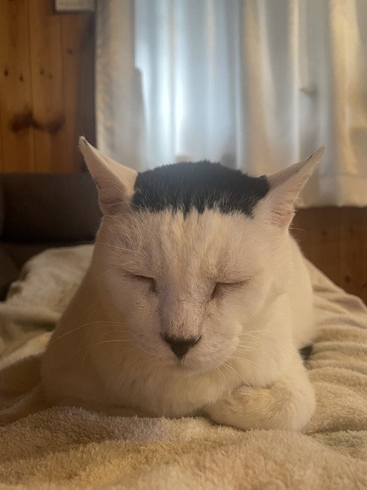 目をつぶり穏やかな表情で香箱座りする猫