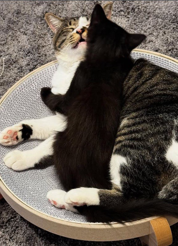 寝ている2匹の子猫