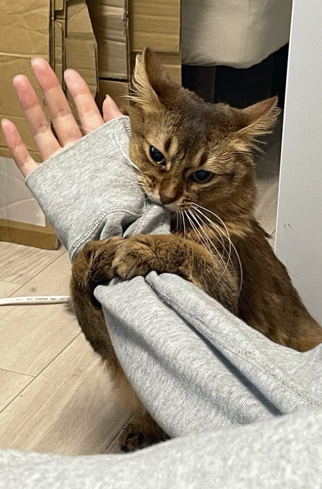 飼い主の腕を甘噛みする猫