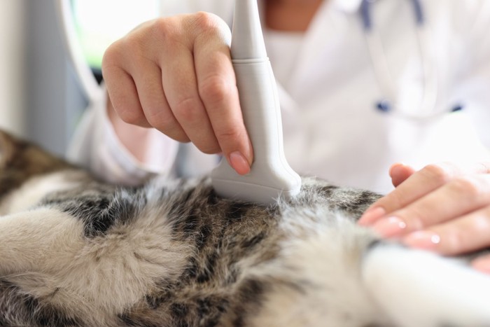 検査を受ける猫