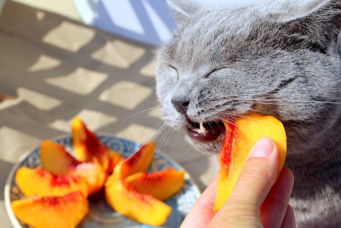 桃をかじる猫