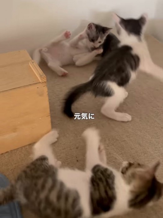 じゃれる子猫たち