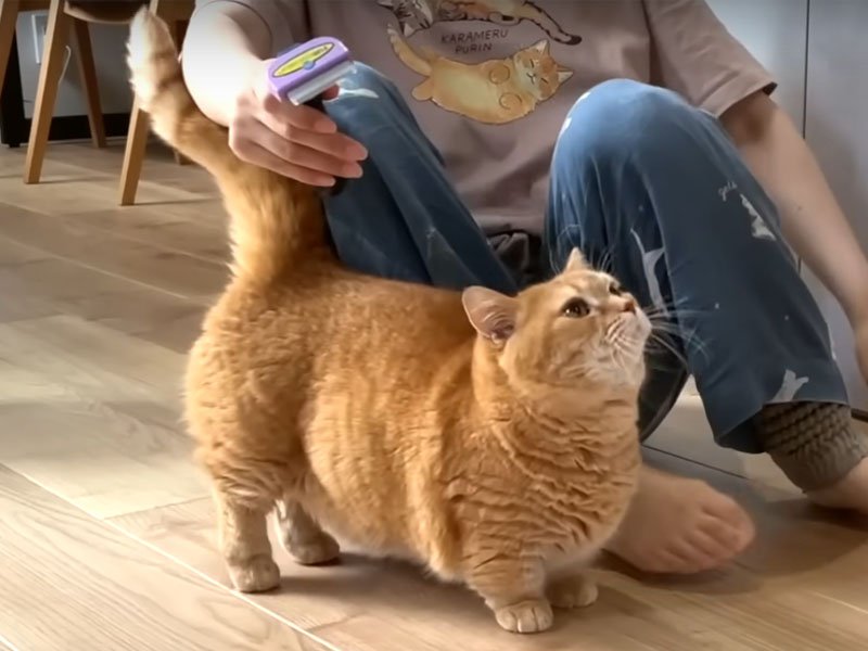 ブラッシングを受ける猫