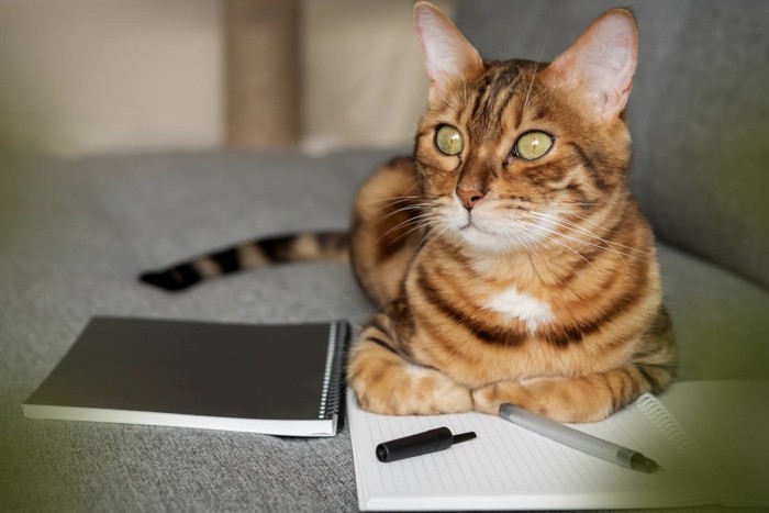 メモ帳の上に乗っている猫
