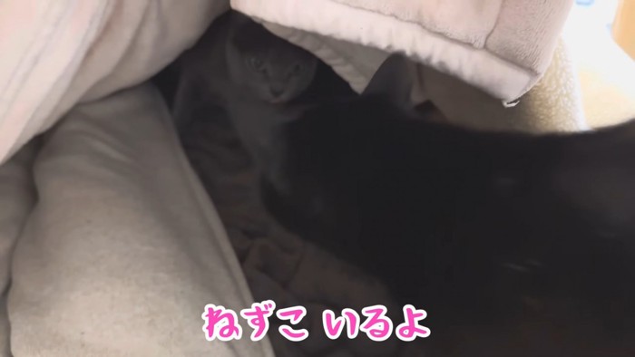 テロップ「ねずこいるよ」