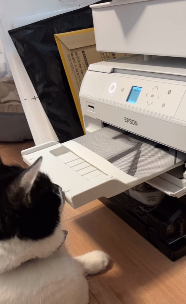プリンター前に座る猫5