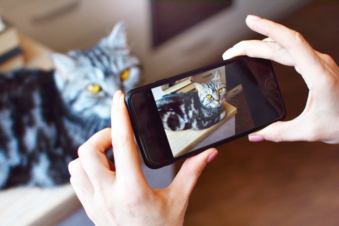 写真を撮られる猫