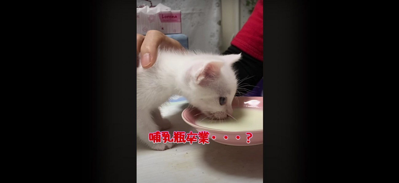 ミルクを飲む子猫%％上手に飲めるかな？