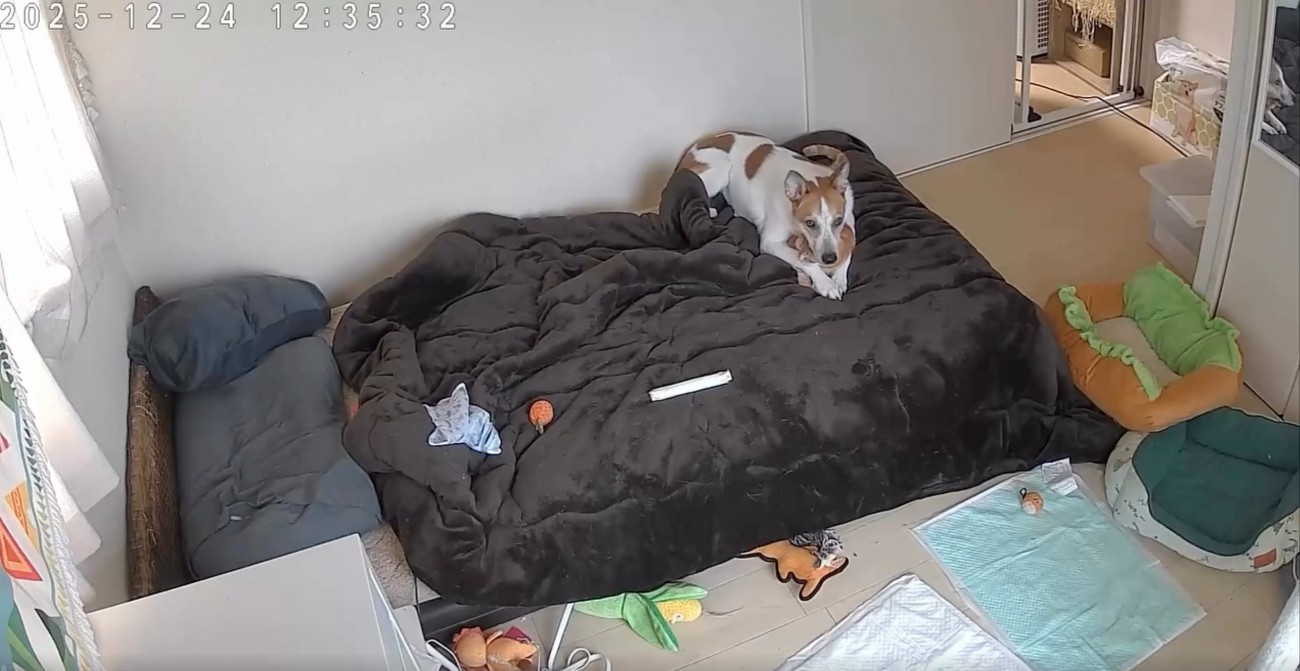 ベッドの上の犬