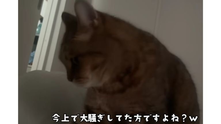 ベッドにいる猫