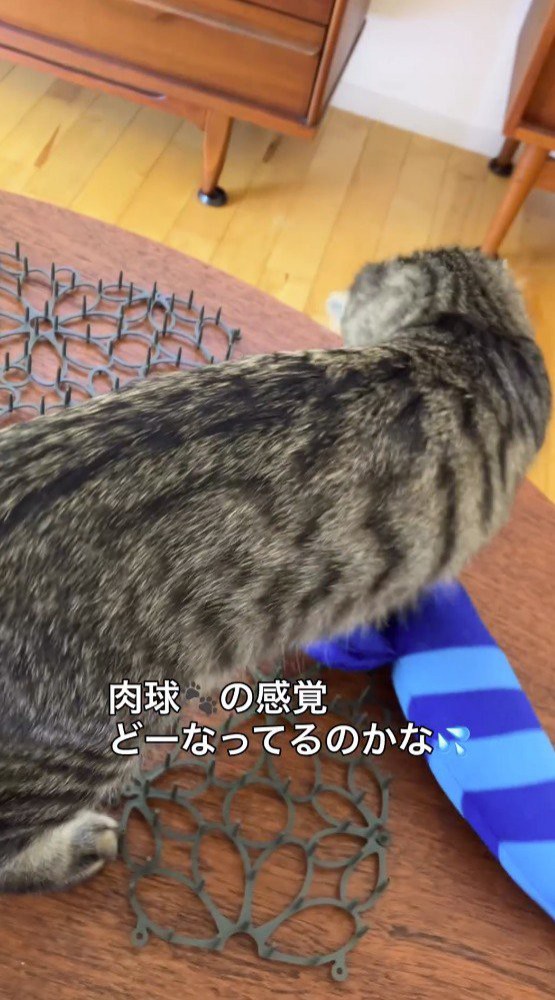 猫よけマットの上を歩く猫を見て、心配になる飼い主