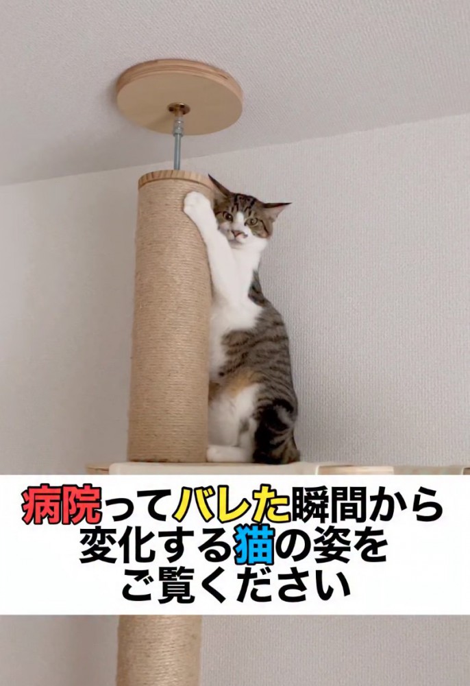 キャットタワーの上に乗る猫