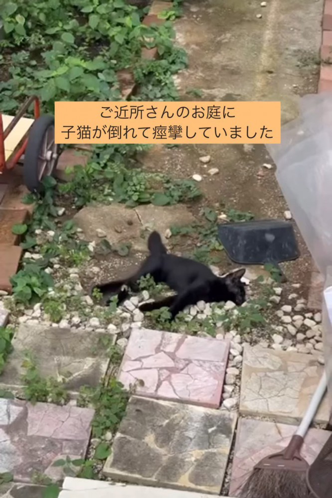 倒れている子猫