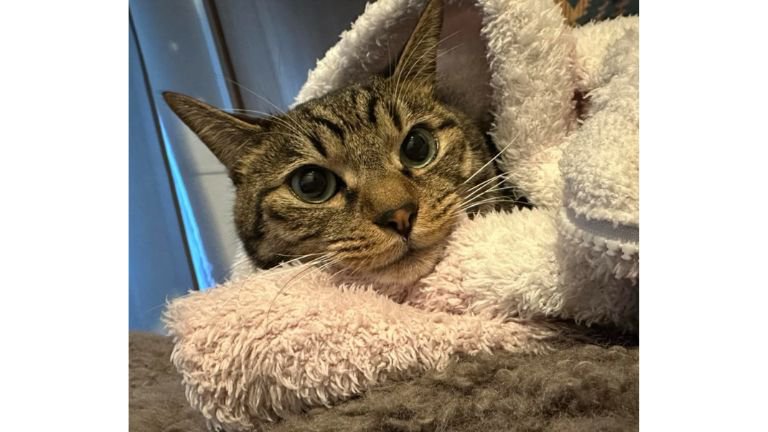 くつろいでいる猫