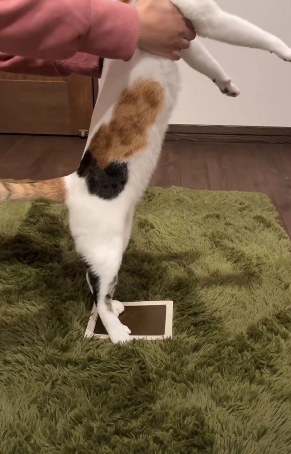 足形をとる小町ちゃん