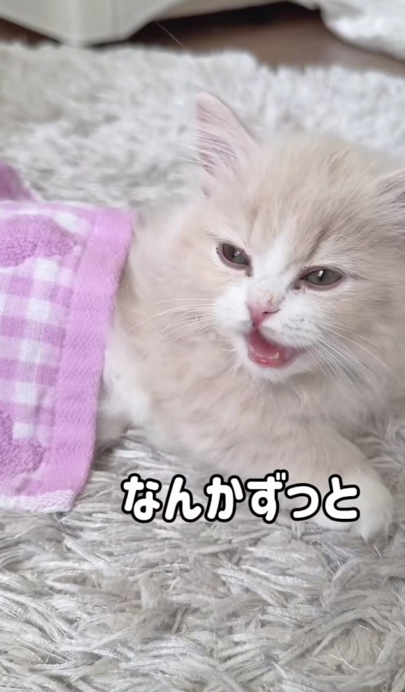 「なんかずっと」のテロップ写真%%