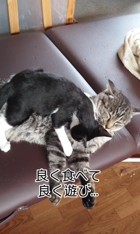 遊ぶ2匹の猫