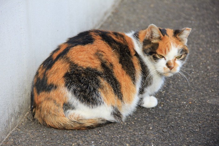 近寄ったら振り向いた猫