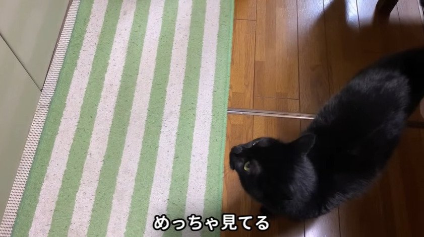 キッチンを見つめる猫